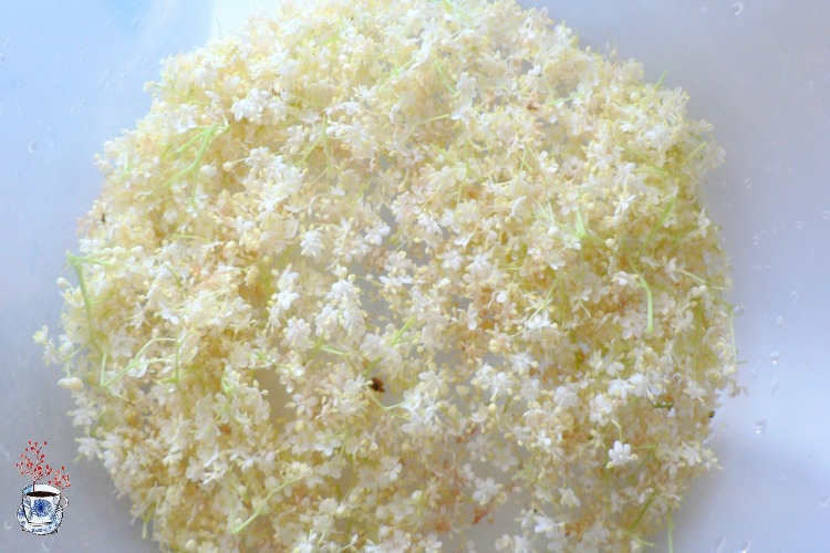 Fiorellini di Sambuco